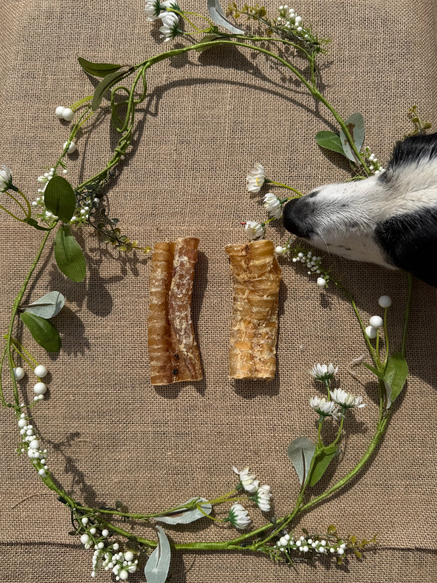Cut Beef trachea