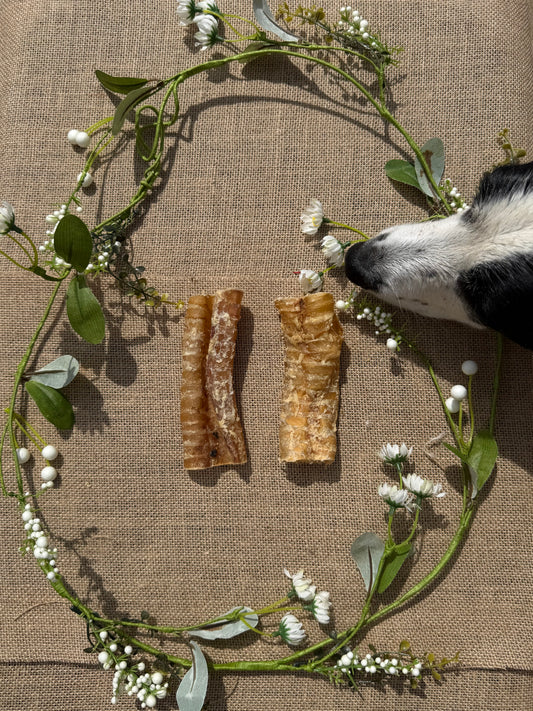 Cut Beef trachea