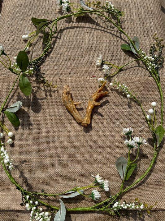 Dried chickens feet